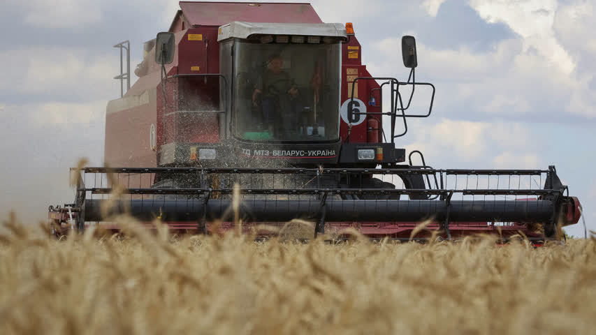 Фото - Египет аннулировал контракт на поставку украинской пшеницы
