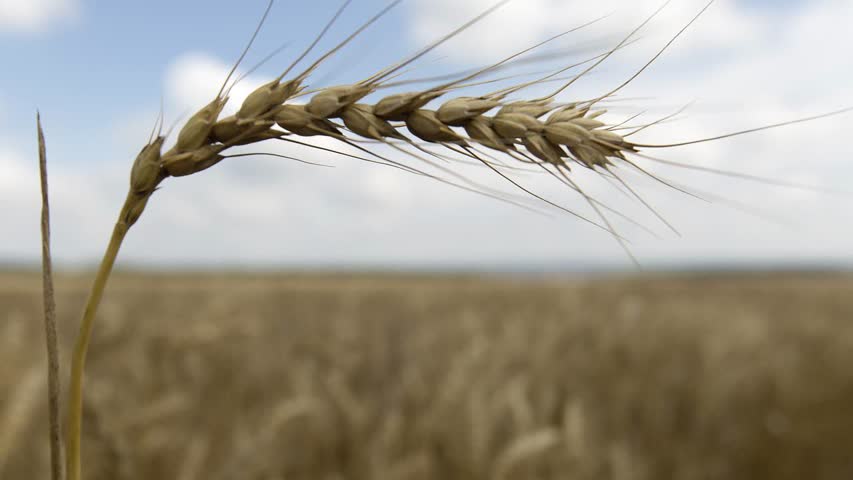 Фото - Европейская страна приготовилась к резкому сокращению урожая