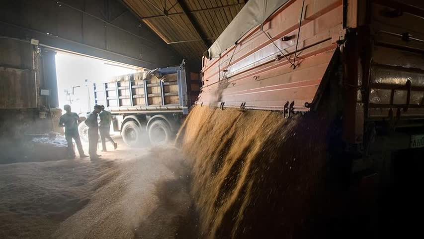 Фото - В России рассказали о рекорде по сбору зерна в бункерном весе